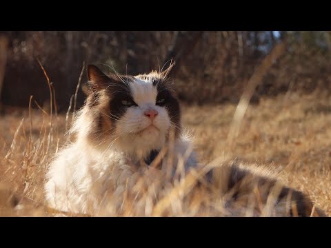 아픈 고양이를 위해 시작된 할머니의 특별한 산책