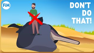 Why dead Whales are so dangerous