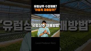 유럽상추는 어떻게 키우는걸까?