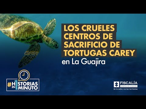 Los crueles centros de sacrificio de tortugas carey en La Guajira