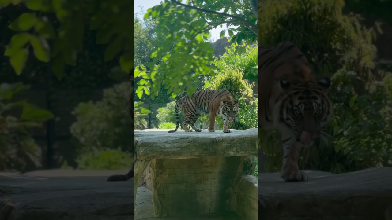 YouTube Short thumbnail