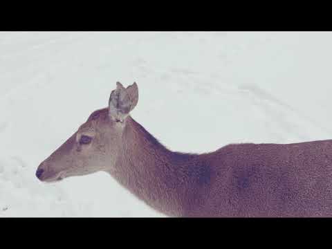 Le réveil du Parc polaire