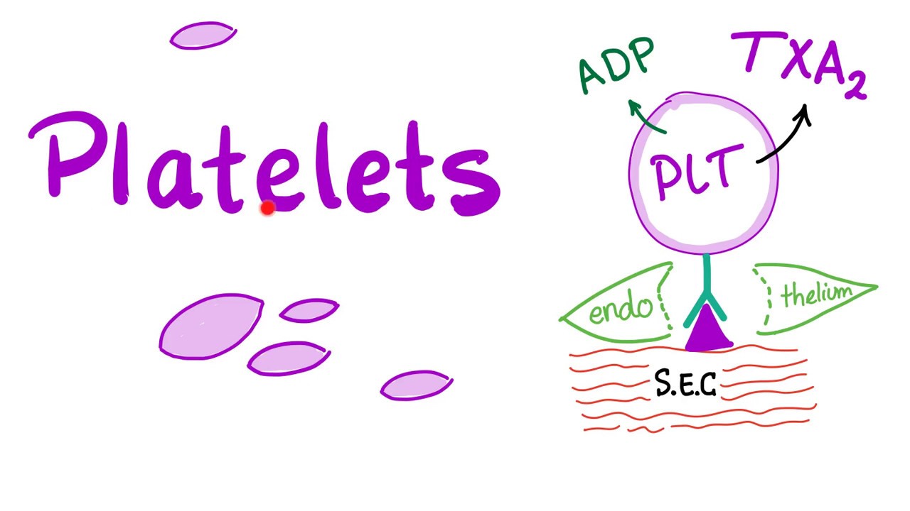 Platelets (Thrombocytes) - The Cell Pieces that Lack Nucleus - Hematology