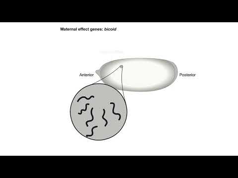 Neural development embryology animation Neural tube development Shomu s Biology