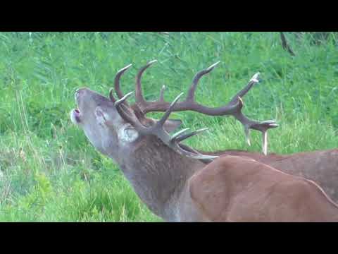 Röhrende Hirsche ohne Pause