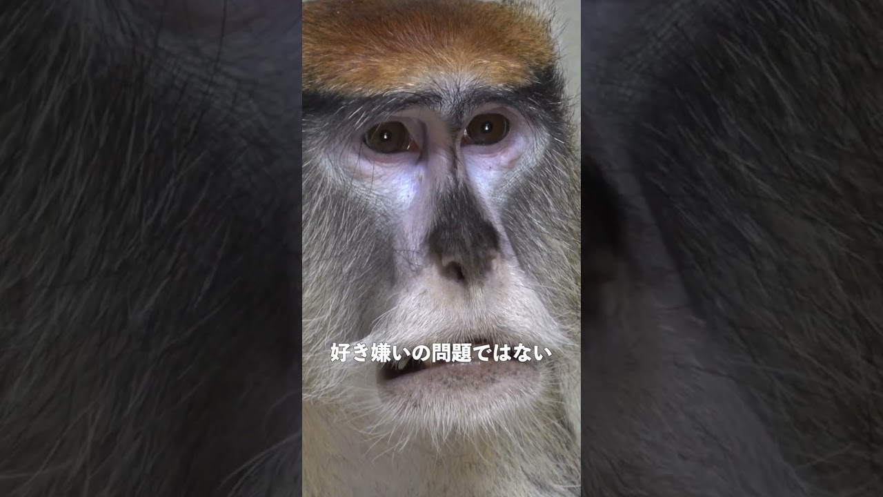 魚が釣れるカラーというのは、君たちがパクチーが好きか嫌いかで分かれているのと同じ  #釣り #パクチー