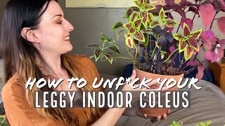 Indoor Coleus Care Pt. 2 | Rehabbing A Leggy Coleus + Your Questions!