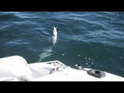 Lanseta Daiwa Tournament AGS 802 HFS 2.44m 14-42g Fast