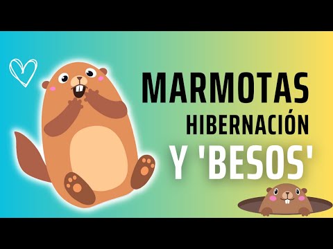 Descubre las Marmotas: Los Arquitectos Peludos
