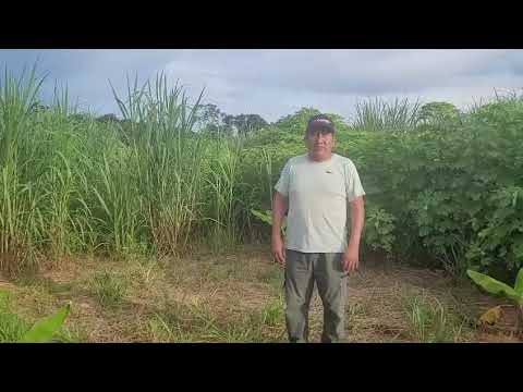 Ganadería Juan De Mata - SAC