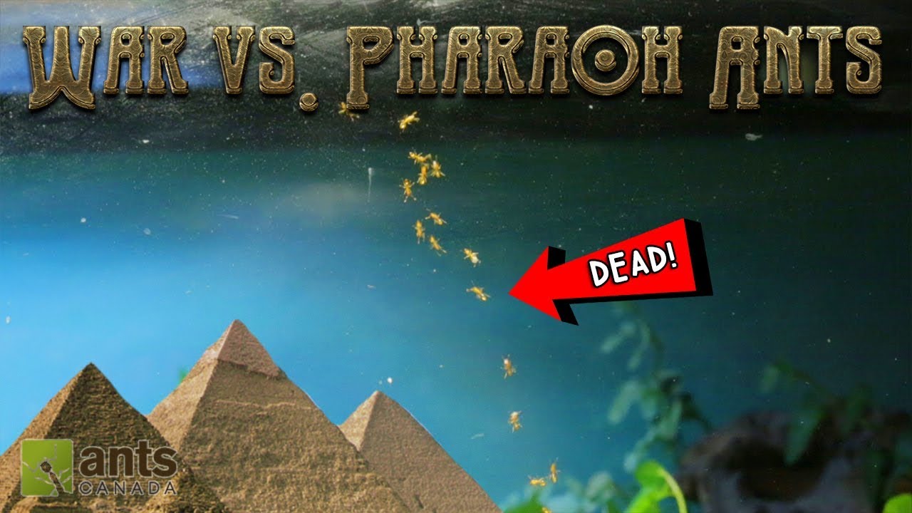 WAR vs. PHARAOH ANTS