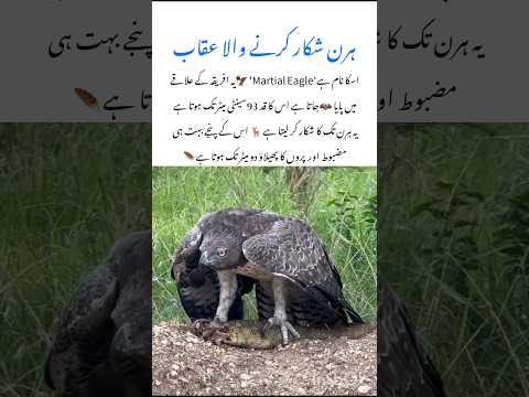 Meet the Martial Eagle Amazing wildlife animal #martialeagle #naturefacts #wildlife #nature #shorts