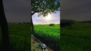 Download lagu story wa pemandangan sawah nan subur mp3 Download lagu story wa pemandangan sawah nan subur mp3