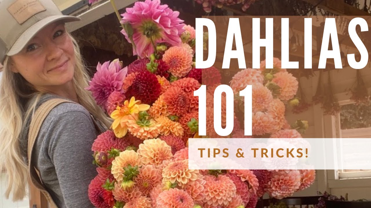 Dahlia Growing 101: how to grow great dahlias!