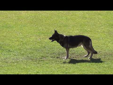 WUSV 2021  ESP 2 - SERGIO GONZÁLEZ BETRÁN & CARTAGENA XEROX B 92