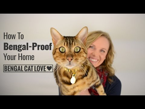 Bengal Cat Personality - How to Bengal Proof Your Home