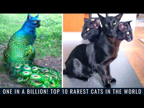 One in a Billion! Top 10 Rarest Cats in the World