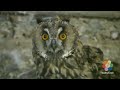 Babyfirst Safari Scrapbook Owl