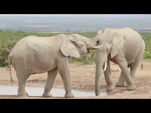 Addo Elephant National Park Sightings