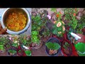 How to make Orange peel fertilizer by gardening /You will never throw away orange peels after vedio