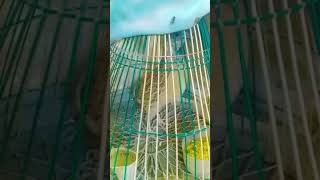 Download lagu batair sound|batair ki Bednar aur moti awaz 2022 mp3