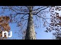 Offspring of 600-year-old N.J. oak tree planted at Basking Ridge church