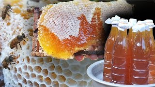 Honey Harvesting - full process from beehive to jars