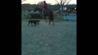 4 year old Tennessee Walker mare, 18th ride
