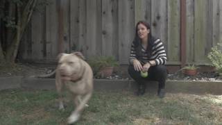 A Game of Fetch with Roxy and Chasta