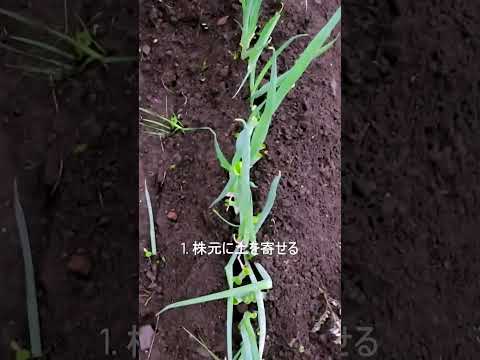 キョウチクトウに最適なマルチは何ですか?成長に最適なヒント  庭園