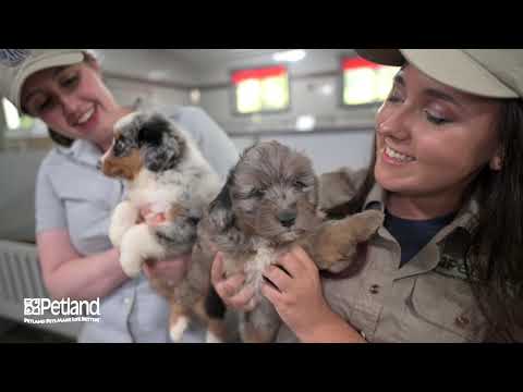 Kennel Tour 131