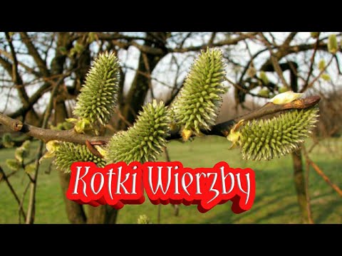 Impotencja w 27 lat powoduje, Psychologia impotencji