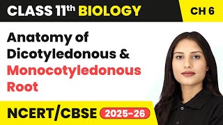 Anatomy of Dicotyledonous and Monocotyledonous Root | Class 11 Biology Chapter 6 | CBSE 2024-25