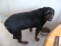 Dog sounds exactly like DMX 