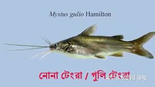 নোনা টেংরা বা গুলি টেংরা মাছের চাষ