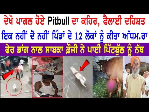 ਦੇਖੋ ਪਾਗਲ ਹੋਏ Pitbull ਦਾ ਕਹਿਰ, ਫੈਲਾਈ ਦਹਿਸ਼ਤ, ਇਕ ਨਹੀਂ ਦੋ ਨਹੀਂ ਪਿੰਡਾਂ ਦੇ 12 ਲੋਕਾਂ ਨੂੰ ਕੀਤਾ ਅੱਧਮ.ਰਾ