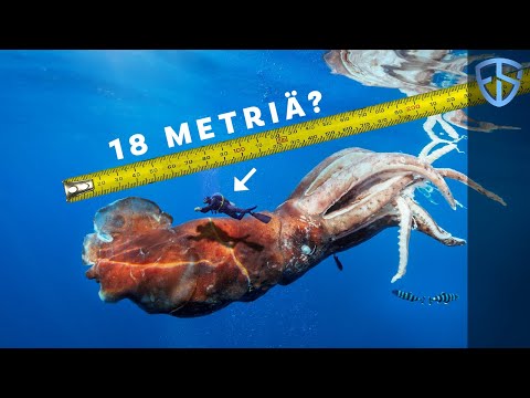 Valtamerien pienet ja ahdistavan suuret mysteerit | Faktoja ja kuulopuheita