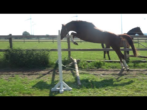 Cadilo  - Cascadello, holsteiner, stallion, * 2021 sold