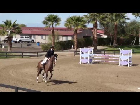 Daphne RC 5Yr -Week 4 Thermal 2016 - Rancho Corazon - BDN Sport Horses