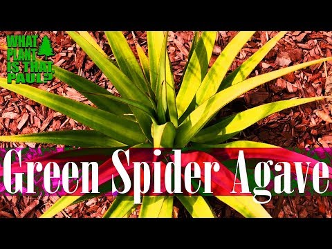 download lagu mp3 mp4 Green Rosette Succulent, download lagu Green Rosette Succulent gratis, unduh video klip Green Rosette Succulent