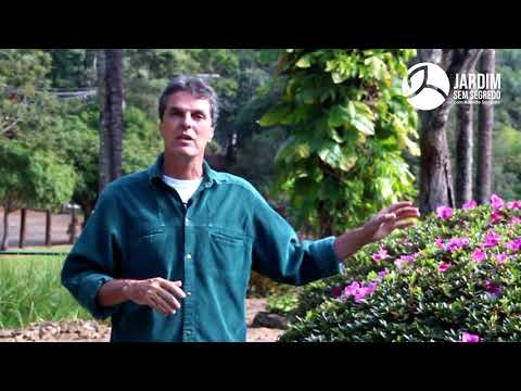 BASIC CARE of the AZALEA PLANT - Garden without secrets