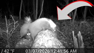 Things HEATED UP Skunk Mating Season: Trail cam HIGHLIGHTS 3.26.26