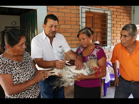 , title : 'VACUNACIÓN DE AVES DE TRASPATIO PARA PREVENIR ENFERMEDADES'