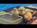 Buff Ducks Drinking