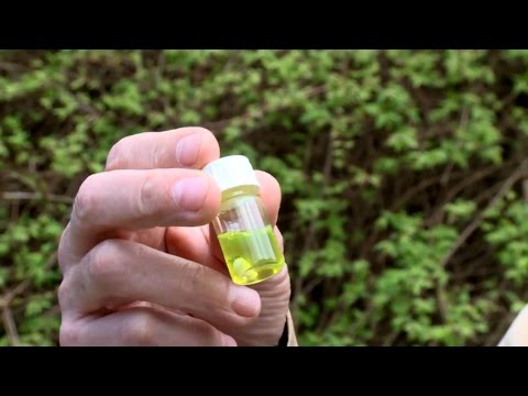 Photosynthese - Ein Fall für Zwei (1/2) | colour.education