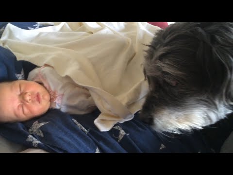 כלבה חמודה משכיבה תינוק לישון ומסדרת לו את השמיכה