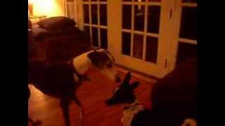 Jeep Percy Parker at Lauren's.AVI