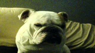 Trans Am - Afternight