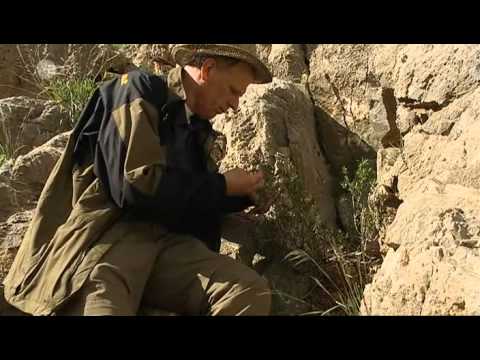 Im Bann der grünen Götter - Die Ärzte der Kalifen (Doku)