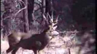 preview picture of video 'Boone & Crockett book buck'